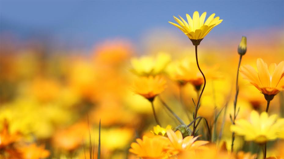 Arnica – The Proof is in the Pudding