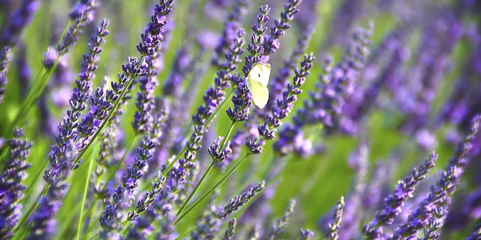 Lavender – Research and the Essential Oils